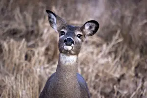 Whitetailed: White-Tailed Deer