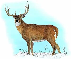 Whitetail: White-tailed Deer