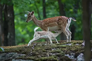 Virginianus: White-Tailed Deer