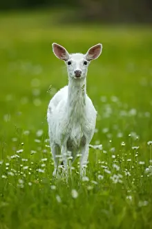 310718: White-tailed deer