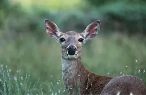 Geoff Trinder: WHITE-TAILED DEER