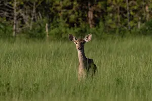 Marais: WHITE TAILED DEER