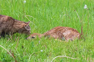 Jeune: WHITE TAILED DEER