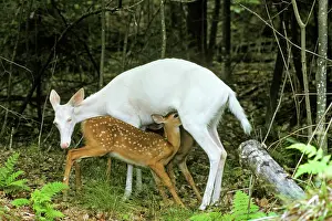 Normal: White-tailed DEER - albino deer nursing normal colored fawns