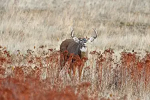Flehming: White-tailed Deer - buck displaying flehmen behavior