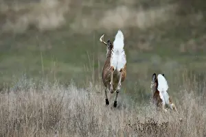 Signal: White-tailed Deer - buck and doe bounding away