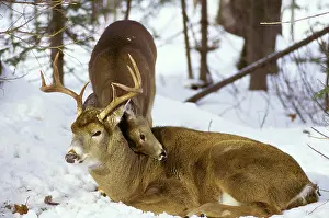 Greeting: White-tailed DEER - buck with doe during fall rutting season