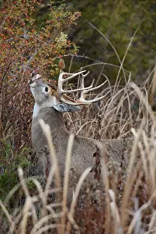 Hips: White-tailed Deer - buck eating rose hips - Autumn