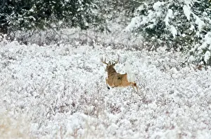 Hooves: White-tailed Deer - buck flagging (warning signal)