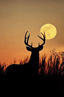 Hunted: White-tailed Deer, buck with harvest moon