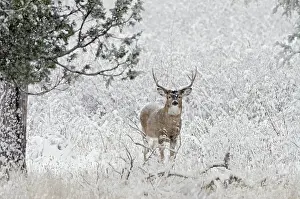 Hooves: White-tailed Deer - buck in snow storm