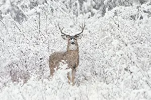 Hooves: White-tailed Deer - buck in snow storm - Autumn