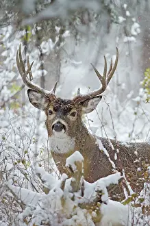 Masculine: White-tailed Deer - buck in snow storm - Autumn