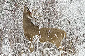 Hips: White-tailed Deer - buck in snow storm feeding