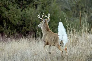 Signal: White-tailed Deer - buck with tail up to signal