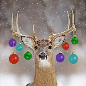 Baubles: White-tailed Deer - buck in winter snow