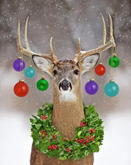 Baubles: White-tailed Deer - buck in winter snow with Christmas