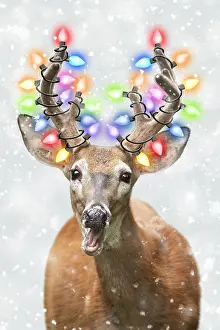111219: White-tailed Deer with Christmas lights in winter snow