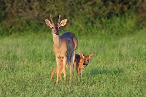 Velvet: White-tailed Deer (Colinus virginianus) in grassy habitat