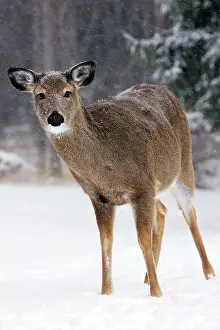 Whitetail: White-tailed deer - doe