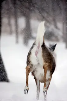Whitetail: White-tailed deer - doe
