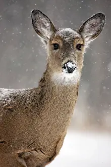John Cancalosi: White-tailed deer - doe
