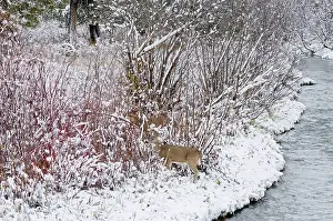 Hooves: White-tailed Deer - doe and buck in snow storm