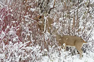White-tailed Deer - doe and buck in snow storm