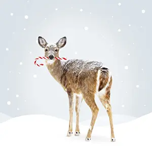 Candy: White-tailed Deer, doe carrying candy cane in