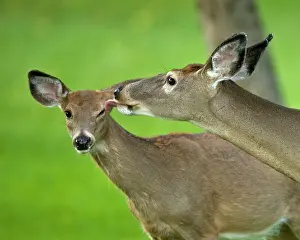 Interacting: White-tailed Deer - Doe and fawn interacting