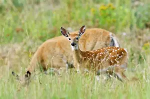 Gentle: White-tailed Deer - doe & fawn - Summer