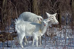 Resulting: White-tailed Deer - doe and fawn, white color