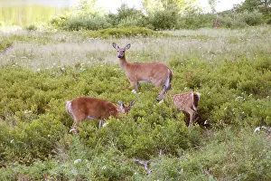 Whitetail: White-tailed Deer - Doe with fawns