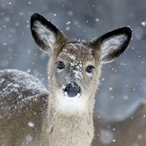 White-tailed Deer - Doe in snow