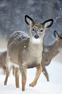John Cancalosi: White-tailed Deer - Doe in snow
