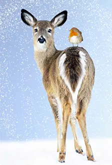 151119: White-tailed Deer, Doe in snow with Robin