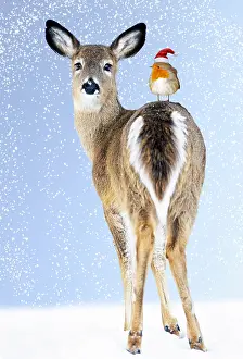 Newno1: White-tailed Deer, Doe In snow with Robin wearing