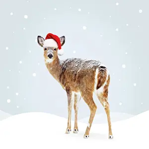 220522: White-tailed Deer, doe wearing red santa hat
