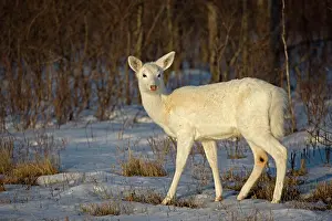Resulting: White-tailed Deer - Doe white color phase, a rare