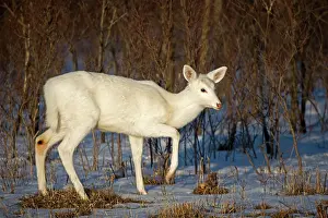 Resulting: White-tailed Deer - doe, white color phase, a rare