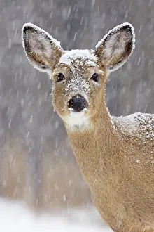 John Cancalosi: White-tailed Deer - doe in winter snow