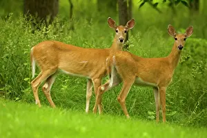 Whitetail: White-tailed Deer - Does