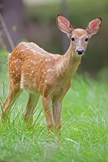 White-tailed Deer - Fawn