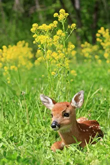 White-tailed Deer - fawn