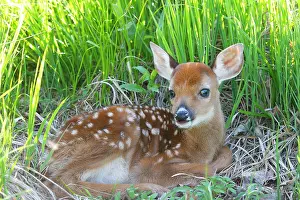 White-tailed Deer - fawn
