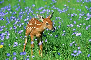 Virginianus: White-tailed Deer - Fawn in flowers