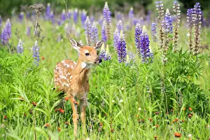 Lupine: White-tailed deer fawn and Lupine flowers - Minnesota