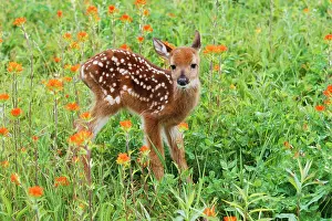 Paintbrush: White-tailed Deer - Fawn in Orange Paintbrush wild