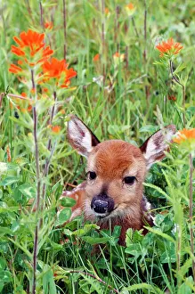 Paintbrush: White-Tailed DEER - Fawn in orange paintbrush wild