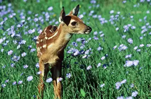 Fawns: WHITE-TAILED DEER - fawn in purple flowers
